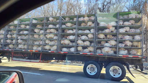 Photo from customer review